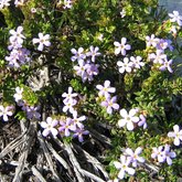 Chaenostoma hispidum